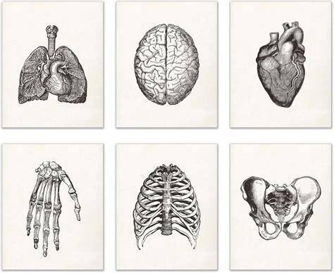 Vintage Human Anatomy Prints Set Of 6 8 Inches X 10 Inches