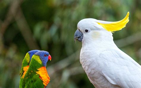 White Parrot Bird Wallpaper