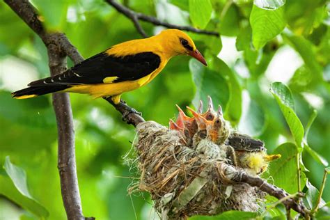 The Nesting Habits Of Wild Birds Details Faqs