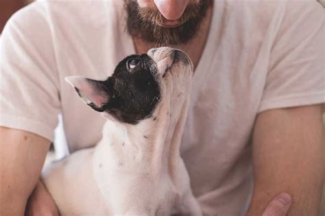 What Does It Mean When A Dog Licks Your Hand Constantly Is It Safe