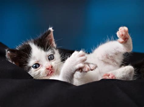 Adorable Little Kitten Stock Image Image Of Gentle Cute 17502745