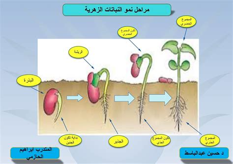 مدونة مقرر إنتاج الوسائل التعليمية واستخدامها 2 مراحل نمو النبات الزهري