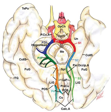 Cerebellar Arteries Neuroanatomy The Neurosurgical At Vrogue Co