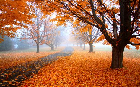 Nature Landscape Morning Mist Fall Road Trees Orange Leaves Path Daylight Wallpapers