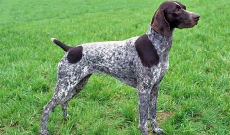 German Shorthaired Pointer Vs English Pointer Breed Comparison