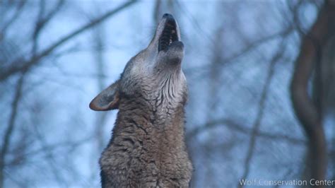 Red Wolf S Twilight Howl YouTube