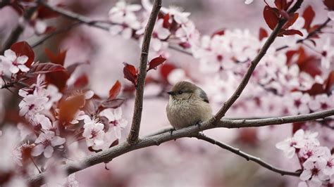 2995400 1920x1080 Photography Birds Cherry Blossom Animals Plants