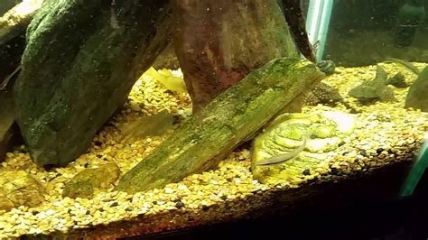 High Fin Spotted Plecostomus From Petsmart Youtube