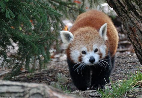 Calphotos Ailurus Fulgens Red Panda Panda Puppy Red Panda Otters Cute