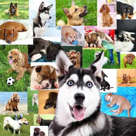 Collage Of Pretty Dogs Stock Photo By ©belchonock 56213339