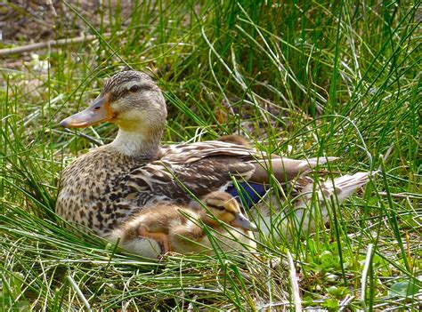 Mother Duck And Duckling Photograph By Amy Clarke Fine Art America