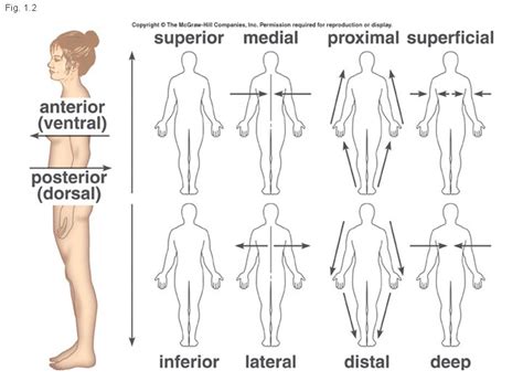 What Do Posterior Medial Proximal Peripheral And Superficial Mean