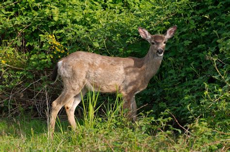 Photographer Discovers Deer Covered In Large Tumors Wildest