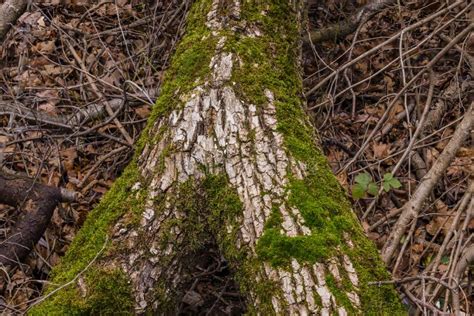A Mossy Tree Trunk With Leaves On The Ground Photographed With Focus