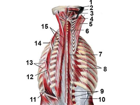 Мышцы спины анатомия строение глубоких и поверхностных мышц схема
