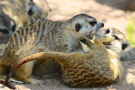 Meerkats Fighting Stock Photos Pictures And Royalty Free Images Istock