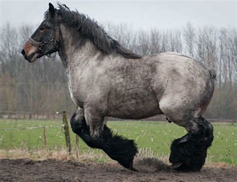 How Long Does A Belgian Draft Horse Live