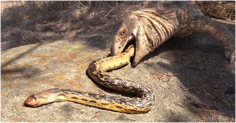 Watch In Awe As A Snake And A Lizard Engage In A Bloody Battle Video