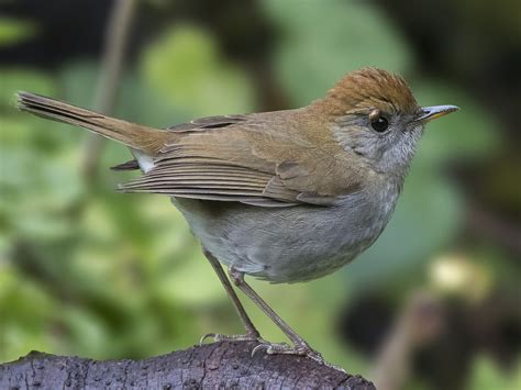 Ruddy Capped Nightingale Thrush Ebird