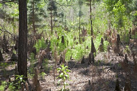 Cypress Knees And Vegetation Clippix Etc Educational Photos For