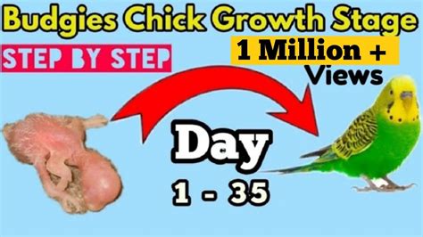 Budgies Chick Growth Stages 1 To 35 Days New Born Baby Budgies Youtube