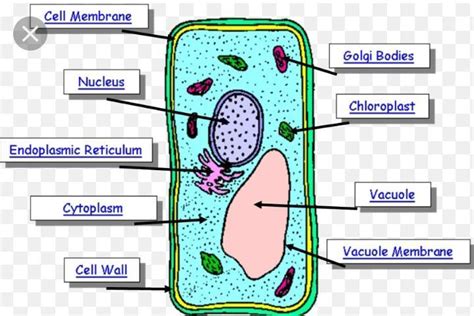 Draw The Diagram Of Plant Cell For Class 9