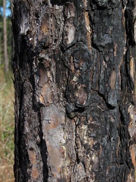 Restoring Longleaf Pines Keystone Of Once Vast Ecosystems
