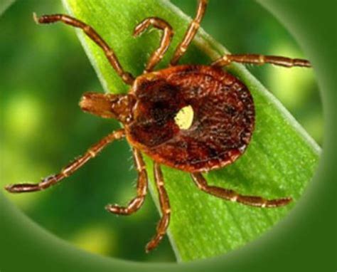 Lone Star Tick Whose Bite Could Cause Meat Allergy Found In Cny