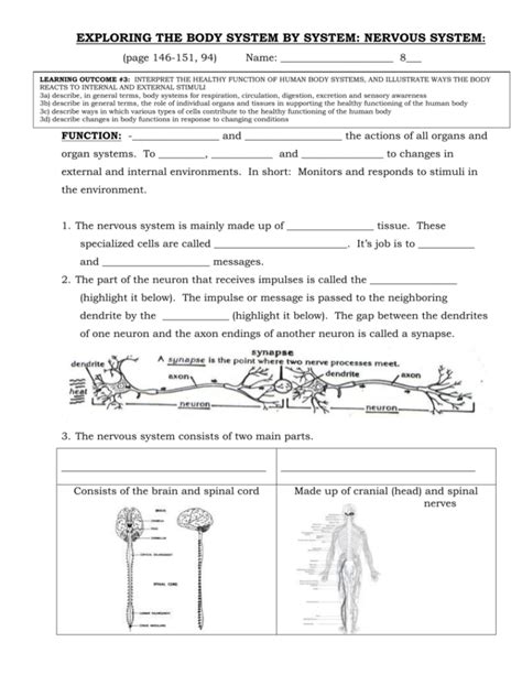 Organization Of The Nervous System Worksheet Answers — Db