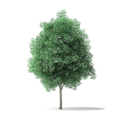 Green Ash Tree 3d Model 5m 3d Model Cgtrader