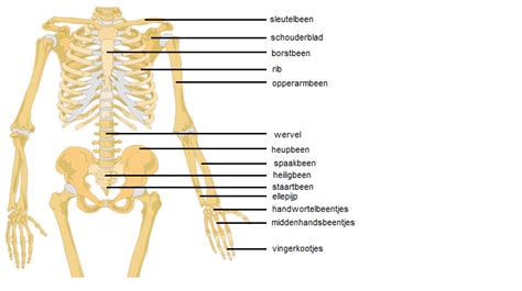 Zelfstudie Biologie Vmbo Jaar 1 Lesmateriaal Wikiwijs