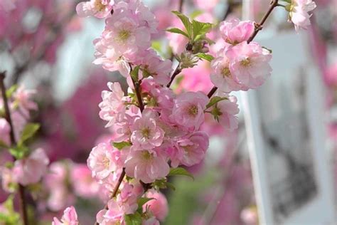 Cherry Blossom Background ·① Wallpapertag