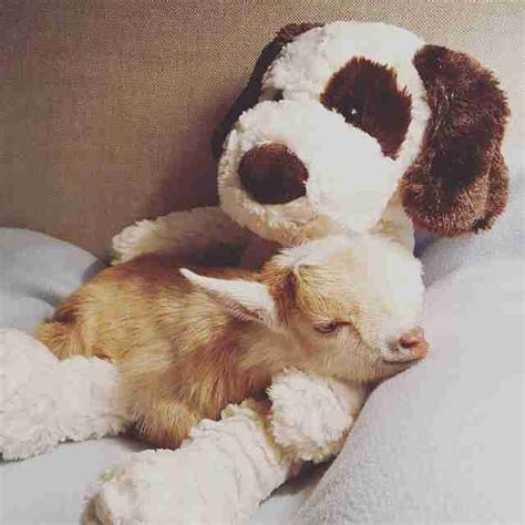 Goat Born Without Back Legs Finds The Perfect Mom To Raise Him The Dodo
