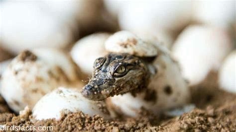 Baby Alligator 8 Incredible Hatchlings Facts And 8 Pictures