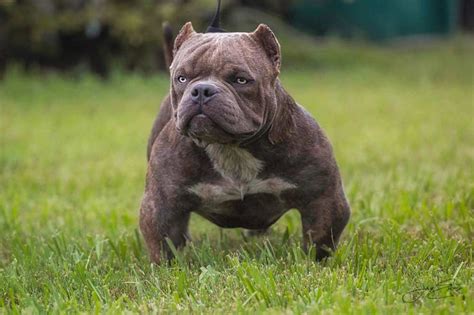 Picking out my first dog from exotic bully puppy farm! Exotic Bully: What is it? | Opinions from Breeders in the ...