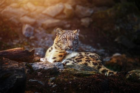 Leopardo De Las Nieves Fondo De Pantalla Hd Fondo De Escritorio