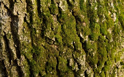 Free Download Mossy Tree Bark Wallpaper Nature Wallpapers 958
