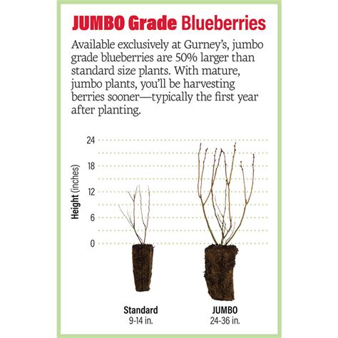 Ka Bluey Blueberry Gurneys Seed And Nursery Co