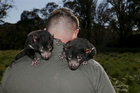 Back Down Under Tasmanian Devils Return To Australias Mainland After