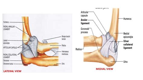 Elbow Joint Anatomy And Examination