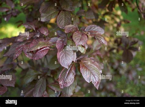 Cerasifera Nigra Fotos Und Bildmaterial In Hoher Aufl Sung Alamy