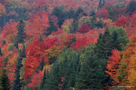 Fall Colour Report Algonquin Provincial Park The Friends Of