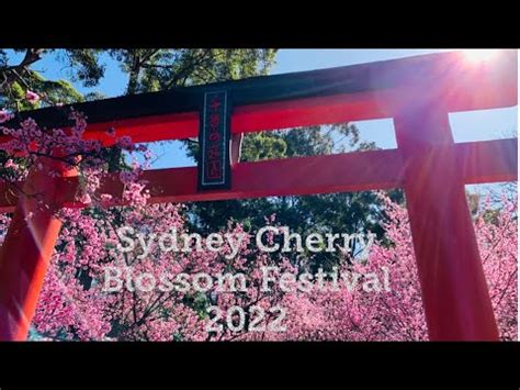 Sydney Cherry Blossom Festival 2022 YouTube