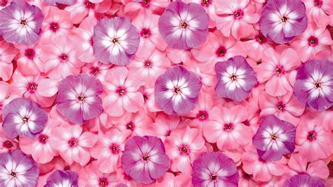 Here you can find the best pink flower wallpapers uploaded by our community. Pink Flower Wallpaper Backgrounds - Wallpaper Cave