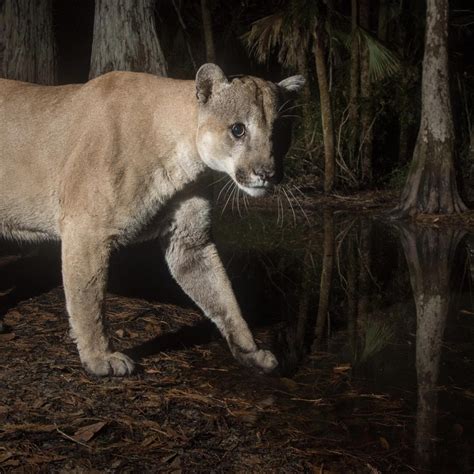 How The Texas Puma Saved The Florida Panther