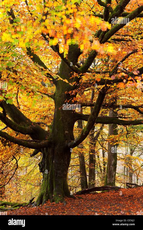 Beech Tree With Autumn Colours Lake District Cumbria England Autumn
