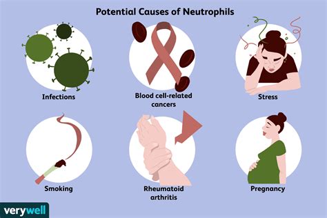 Neutrophil Blood Test Results And Why They Matter