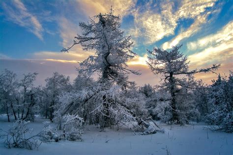 Скачать обои небо облака деревья снег зима разрешение 1920x1280 138210