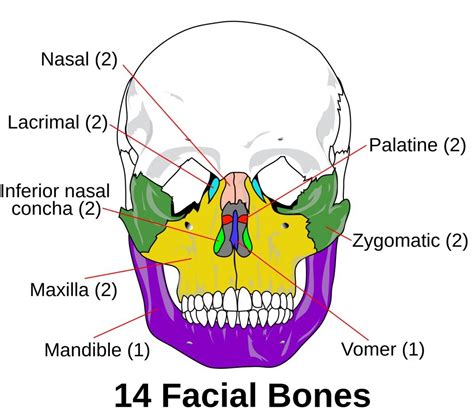 These bones are mostly located in the appendicular skeleton and include bones of the lower limbs and bones of the upper limbs (hand). Which Bones Make Up Our Skull?