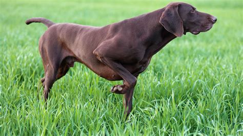 Pointer Dog Breed History And Some Interesting Facts